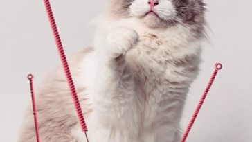 acupuntura gatos