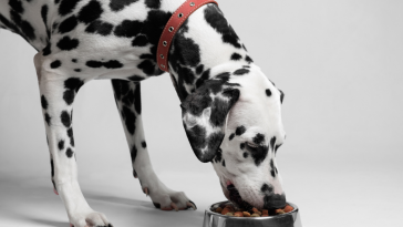 urolitíases cães
