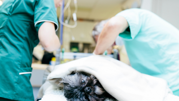 anestesia veterinária