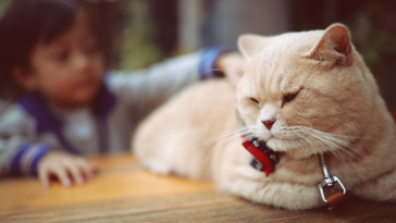 gatos e crianças com autismo