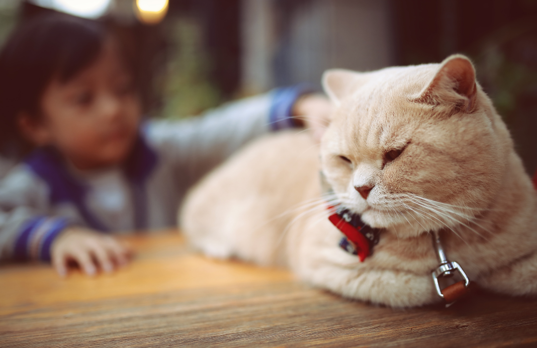 gatos e crianças com autismo