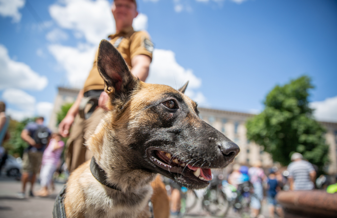 dia da medicina veterinária militar