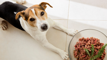 dieta crua para pets