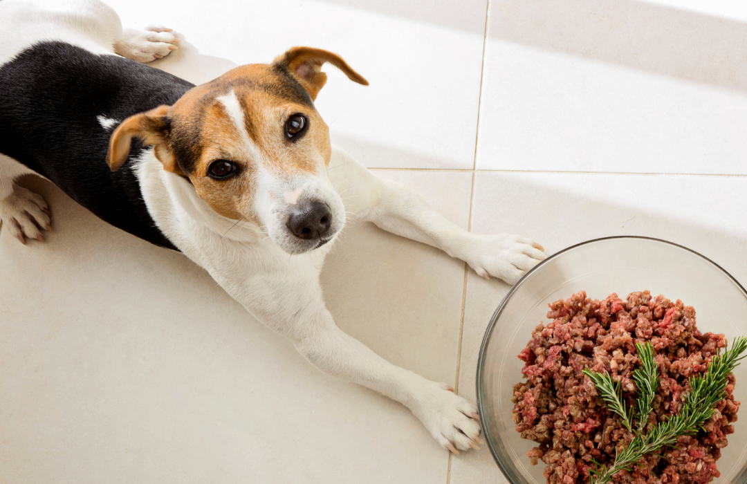 dieta crua para pets