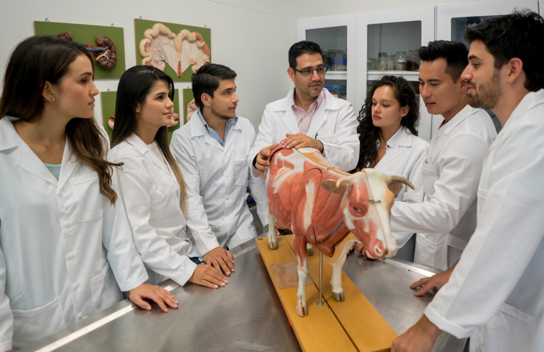 cursos veterinária