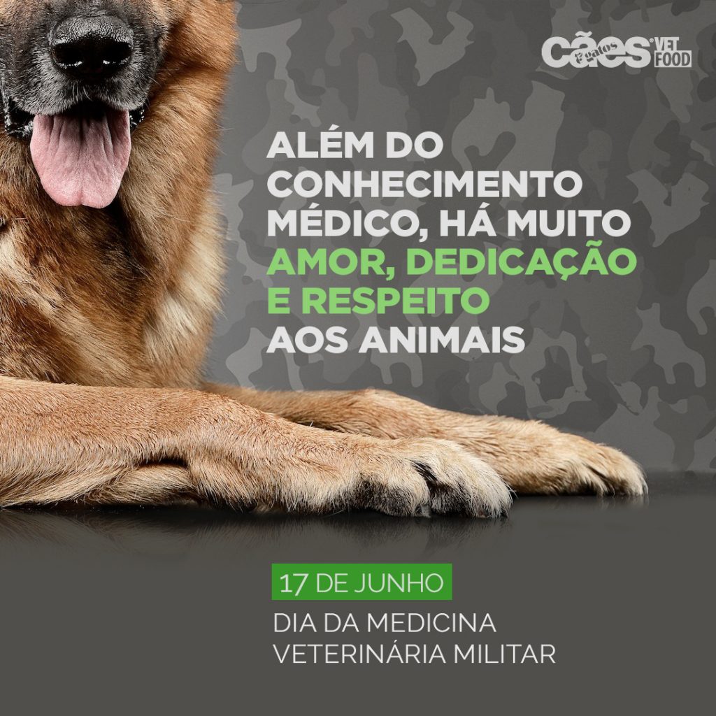 A história da cavalaria e sua importância para o nascimento da veterinária  militar – Animal Business Brasil