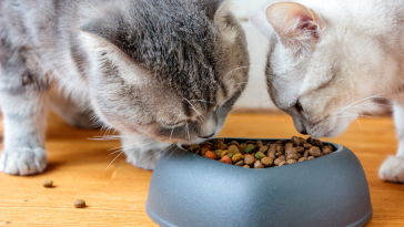 manejo nutricional gatos