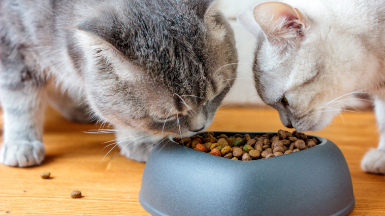 manejo nutricional gatos