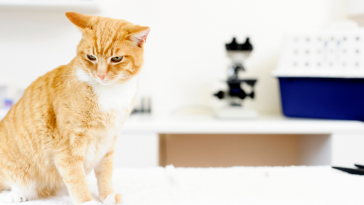 terapia radioativa em gatos