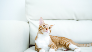 adoção de gatos