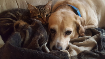 cuidados pets no inverno