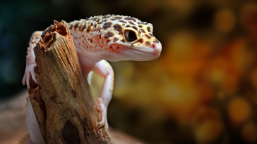 lagartixa leopardo