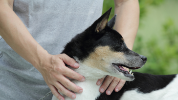 cão sem raça definida