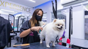 banho e tosa pets