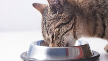 alergia alimentar gatos