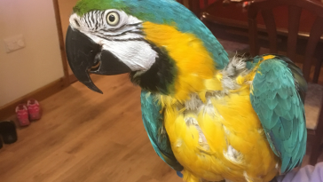 tráfico de animais silvestres