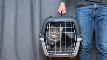 Royal Canin dá dicas de transporte de gatos