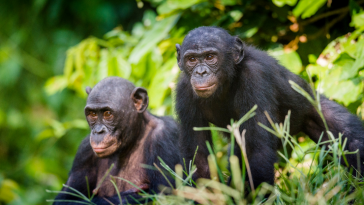 chimpanzés vivem em grupo