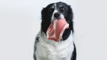 carne crua para pets