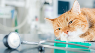 documento mostra etapas da eutanásia em gatos
