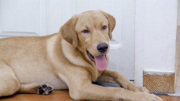 labrador risco de artrite