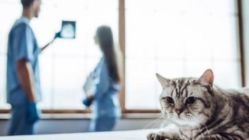 displasia coxofemoral em gatos