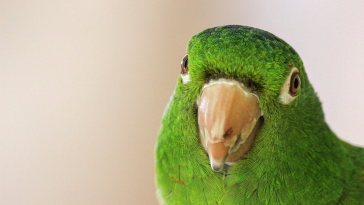 intoxicação aves