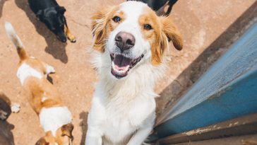 foto Clyde no calendário Ourofino Pet