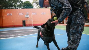 cadela do Bombeiro se aposenta