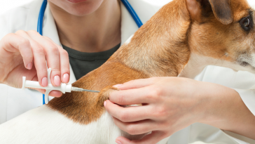 microchip em pets