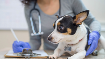clínica veterinária popular em Guarulhos
