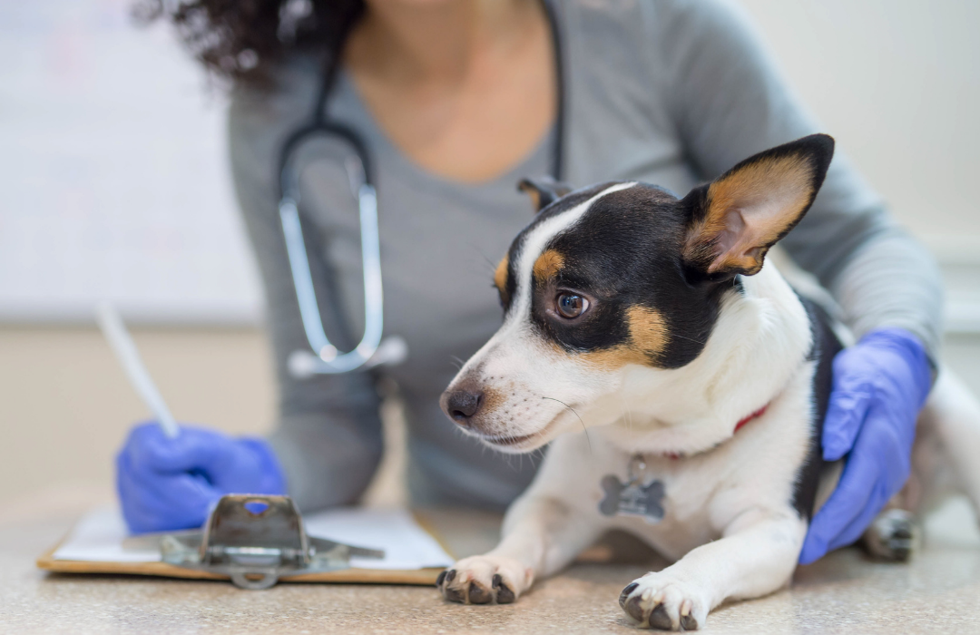 clínica veterinária popular em Guarulhos