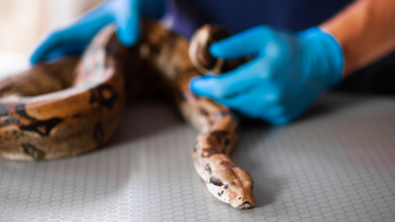 Vet Exóticos Clínica Veterinária