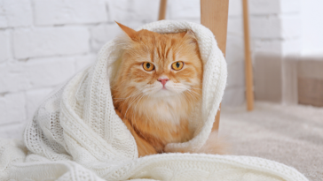cuidados com pets no frio