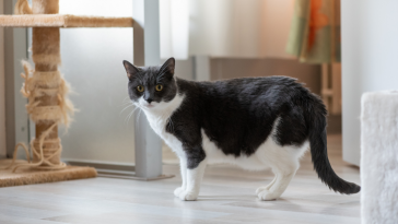 MSD alerta para saúde de gatos