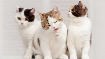 dia do gato: pet gosta de companhias?