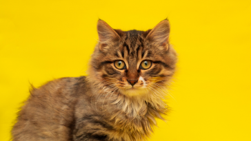lipidose hepática em gatos