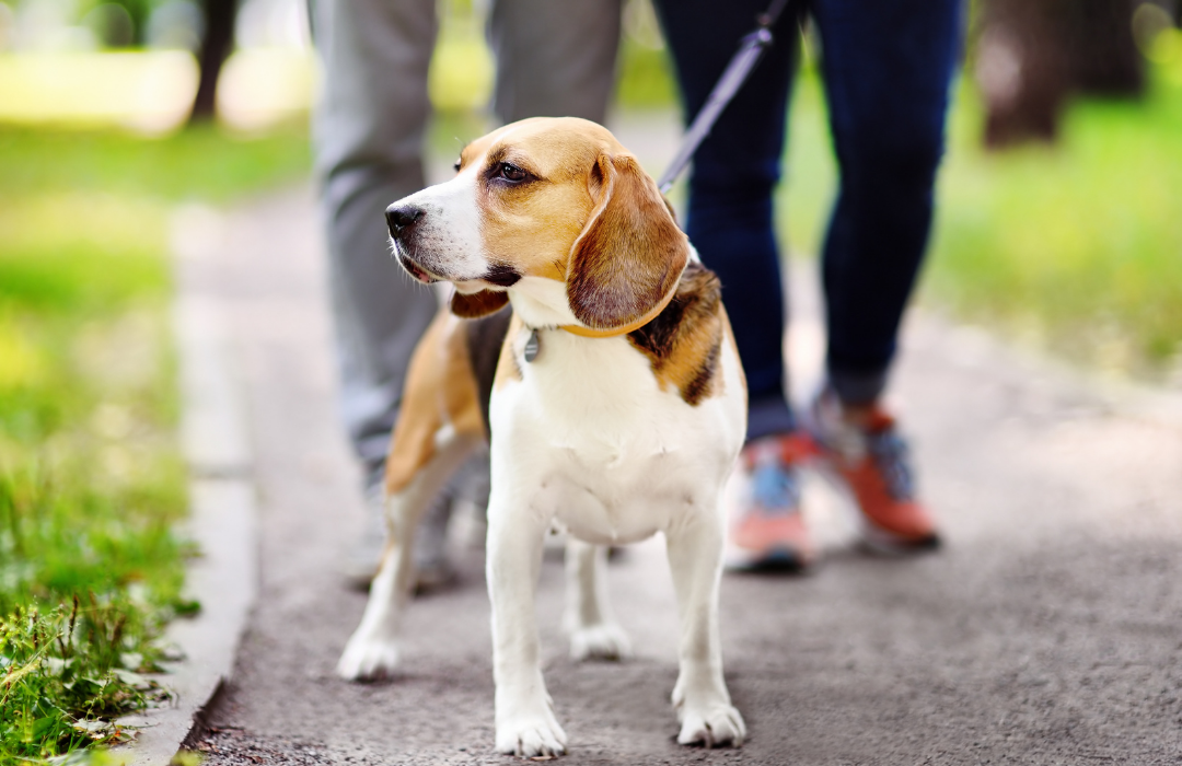 passeio com cães