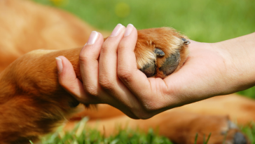 terapia assistida por animais ONG INATAA