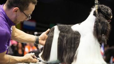 congresso Pet Society