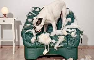 Como a rotina dos tutores pode impactar diretamente a saúde emocional dos pets