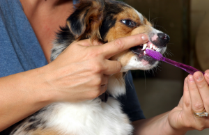 escovação de dentes dos cães