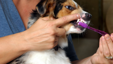 escovação de dentes dos cães