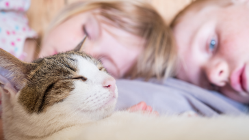 doenças cognitivas em gatos
