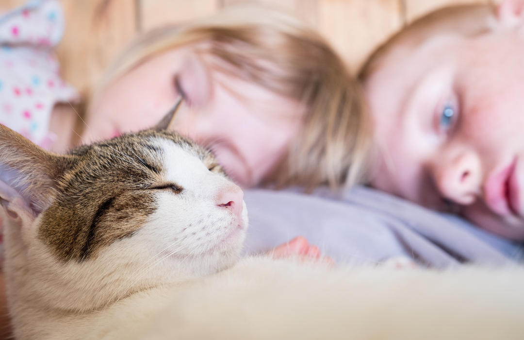 doenças cognitivas em gatos