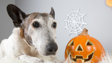 cookie Halloween PremieRpet
