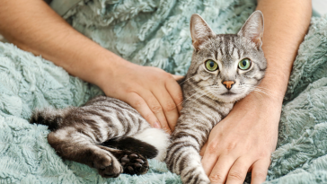 Pesquisa sobre adoção de pets da Comac