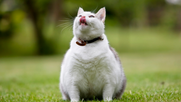 obesidade em pets