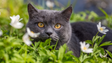 primavera e os pets