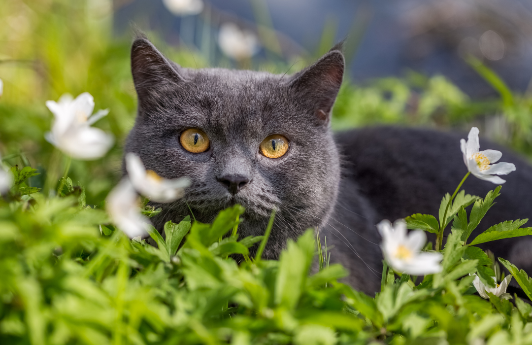 primavera e os pets